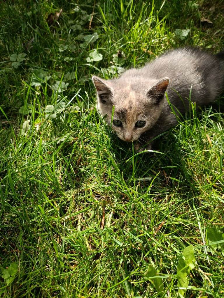 3 kittens looking for a home