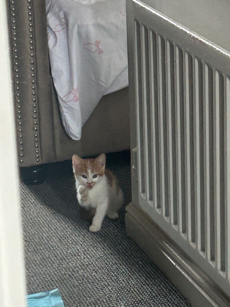 Kitten 