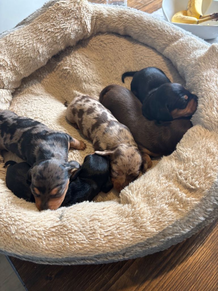 Miniature dachshund puppies