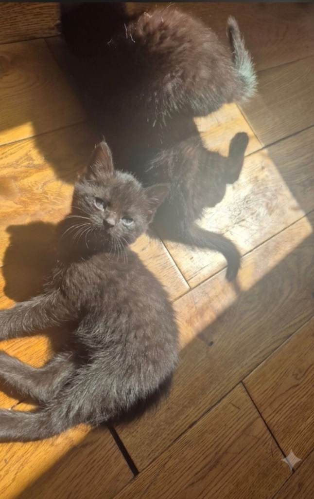 Ready for their forever homes 💕