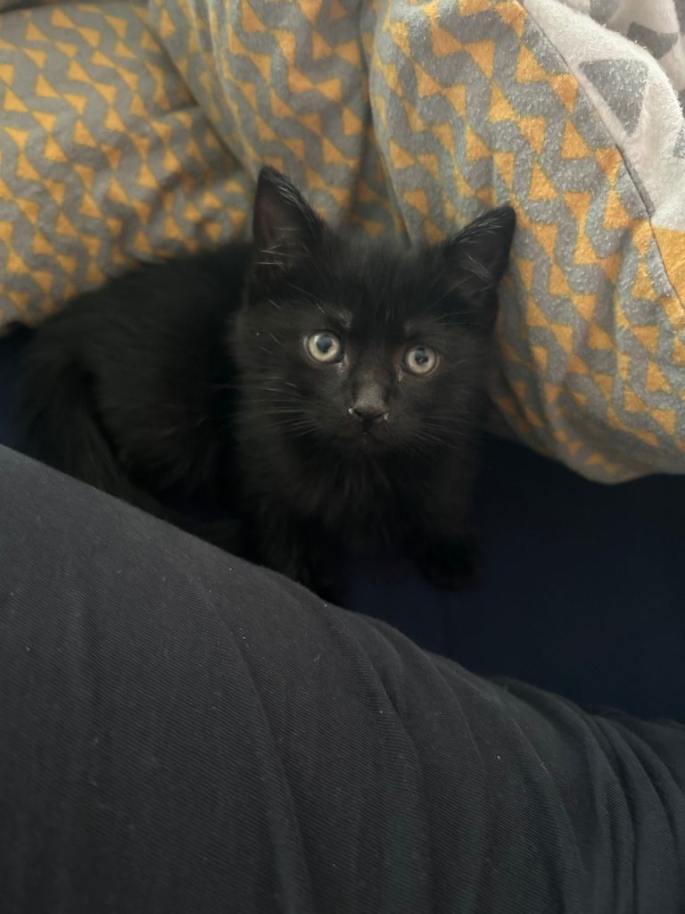 Black kitten