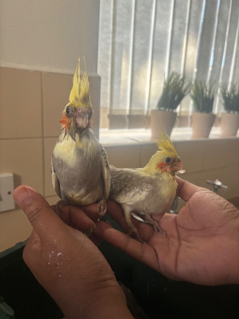 Cockatiels for sale 