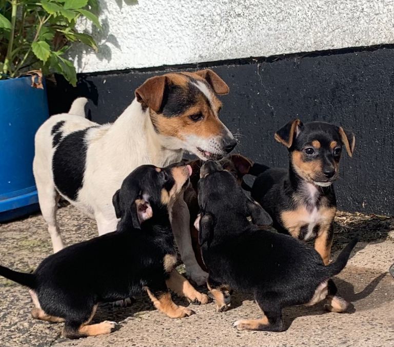 Jack Russell Puppies – Loving Homes Wanted