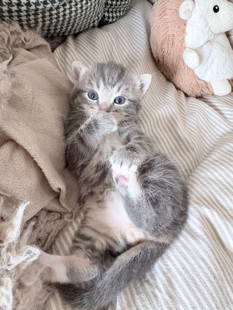 Stunning Bengal Cross Kittens for sale in Cockett Swansea 