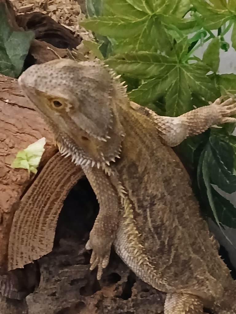 Bearded dragon Lizard