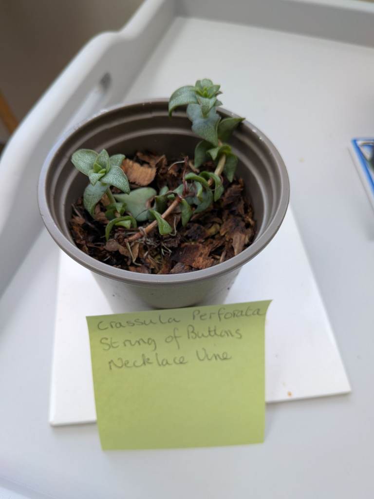Crassula Perforata Succulent - String of Buttons Plant