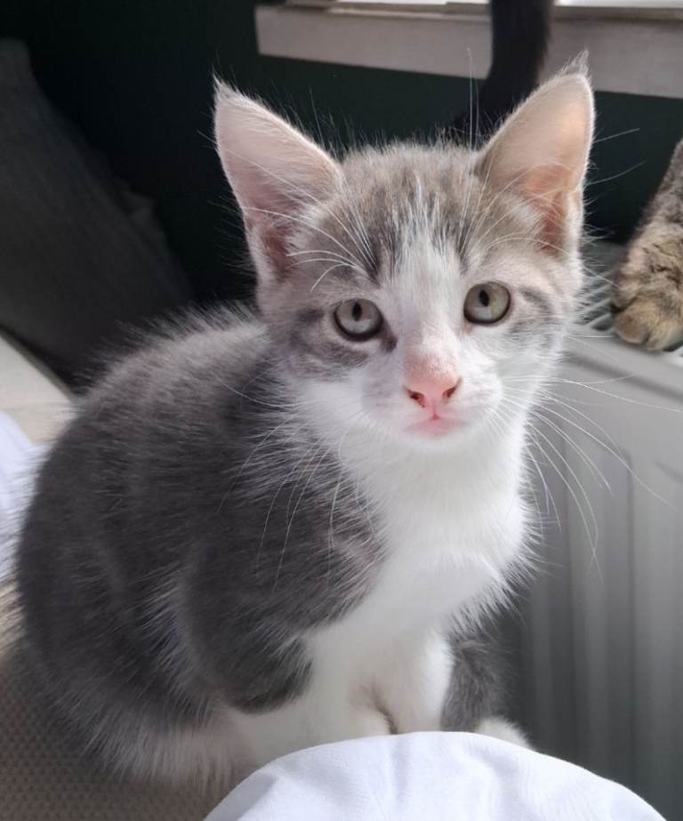 Kittens for sale 