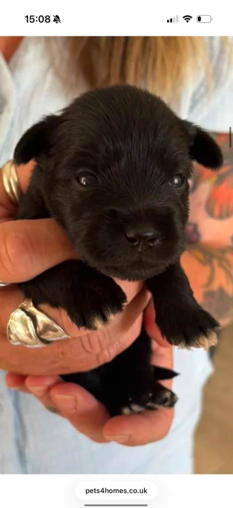 Miniature schnauzer puppies