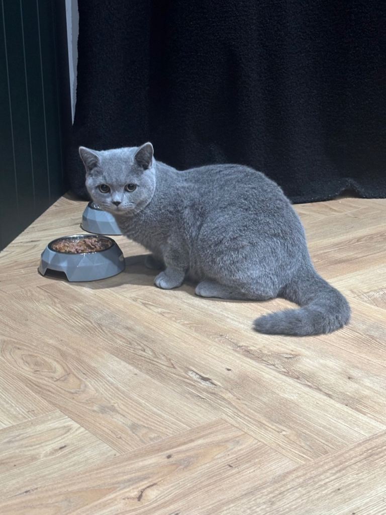 British shorthair 6 months old 