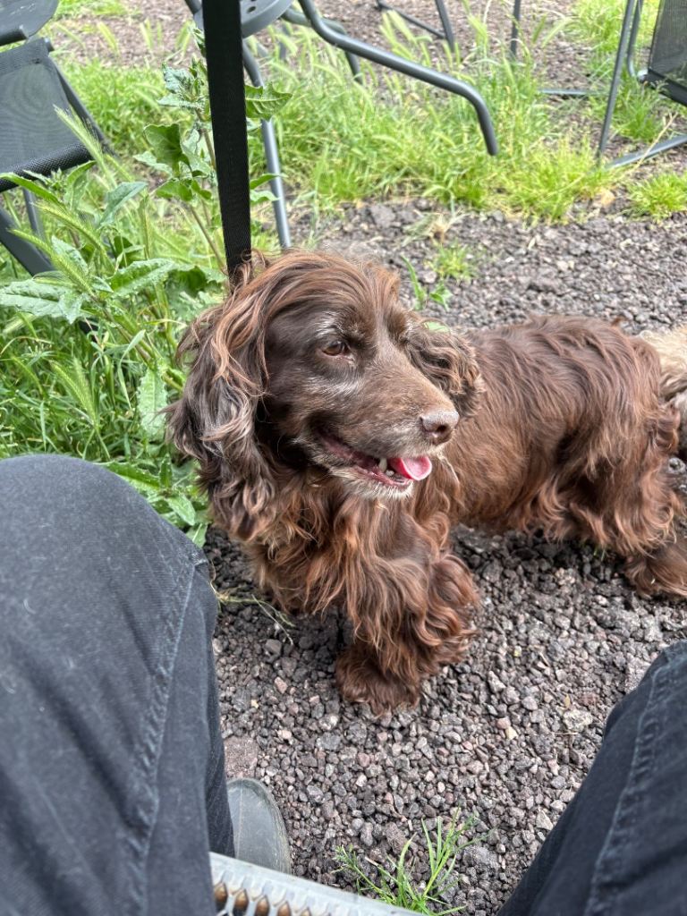 Good home, wanted for one special dog