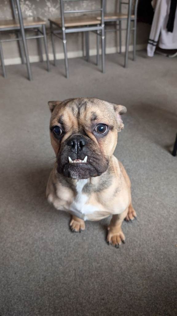 8 month old French Cross English Bulldog 