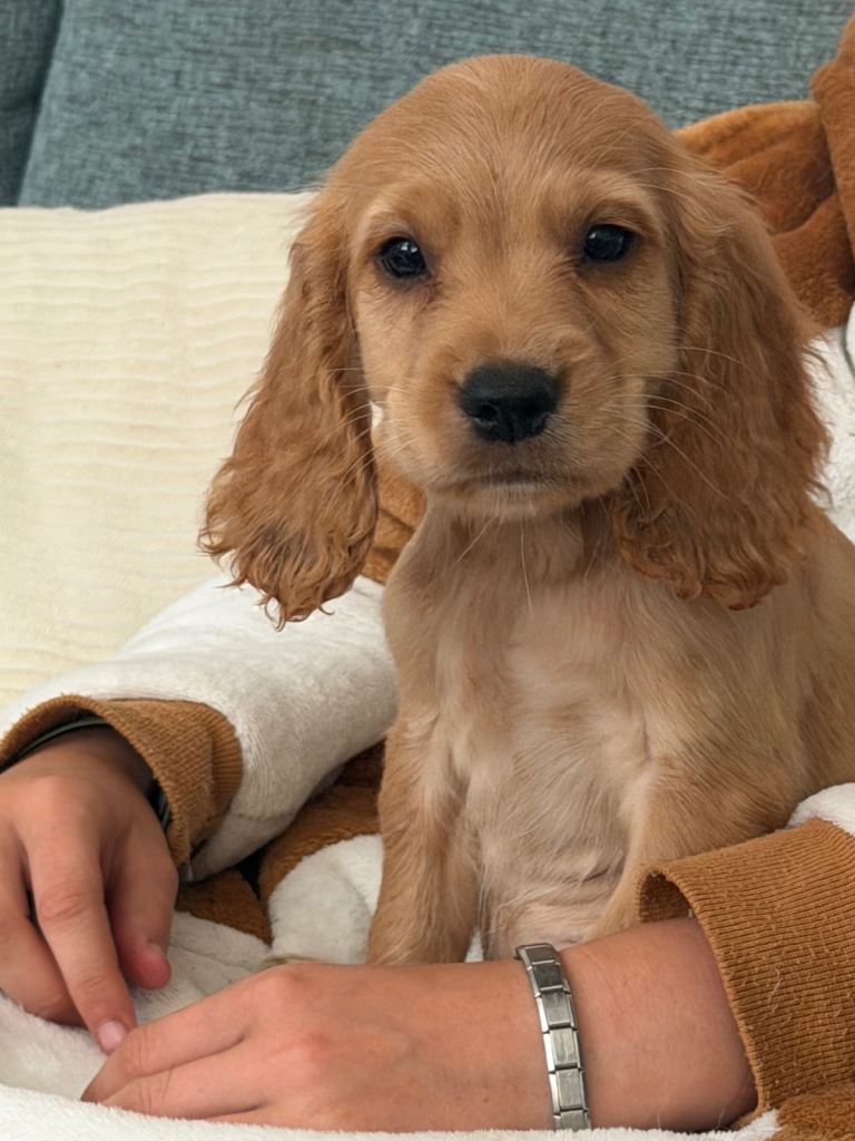 Last gold boy Cocker spaniel puppies ready to leave now!