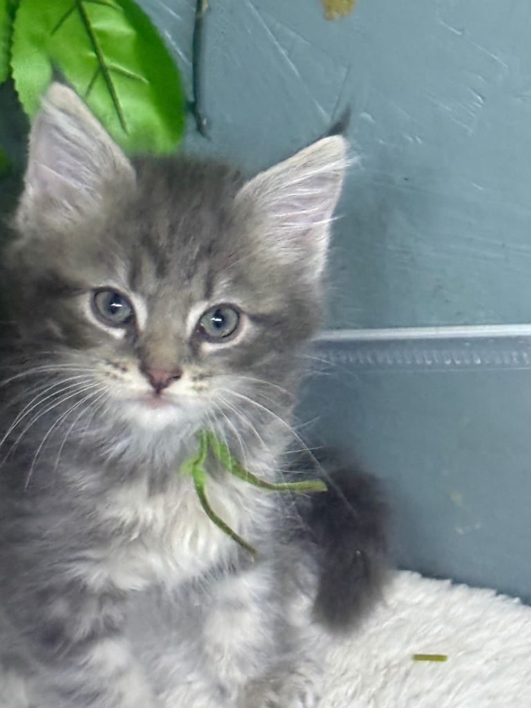 Mainecoon x ragdoll 