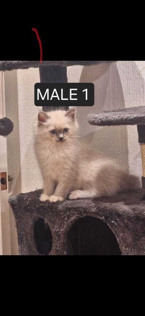 Beautiful Ragdoll Kittens – Ready for Their New Homes 🐾