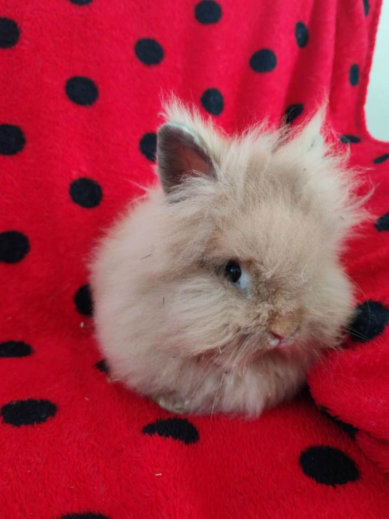 Baby male lionhead Rabbit