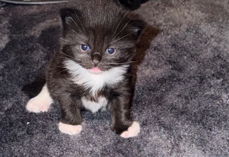 3 beautiful kittens (Norwegian forest cat mix) 