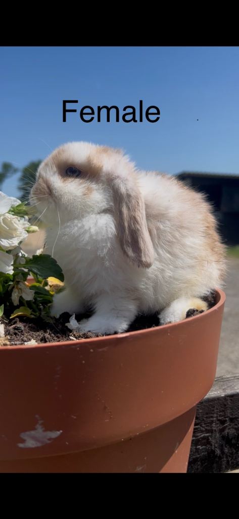 Two Outstanding Beautiful Mini Lops (Mixed Litter, Ready To Leave Next Week)