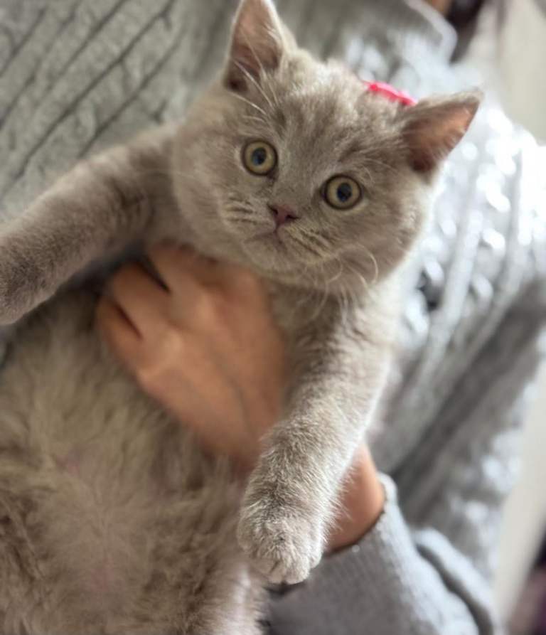 Female British Shorthair Lilac kitten