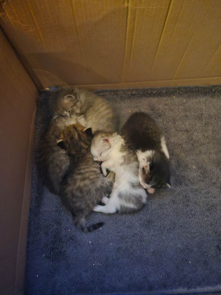 Kittens 
