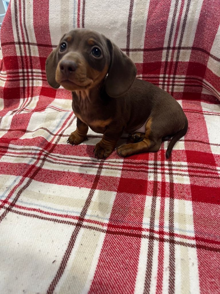 Miniature dachshunds for sale