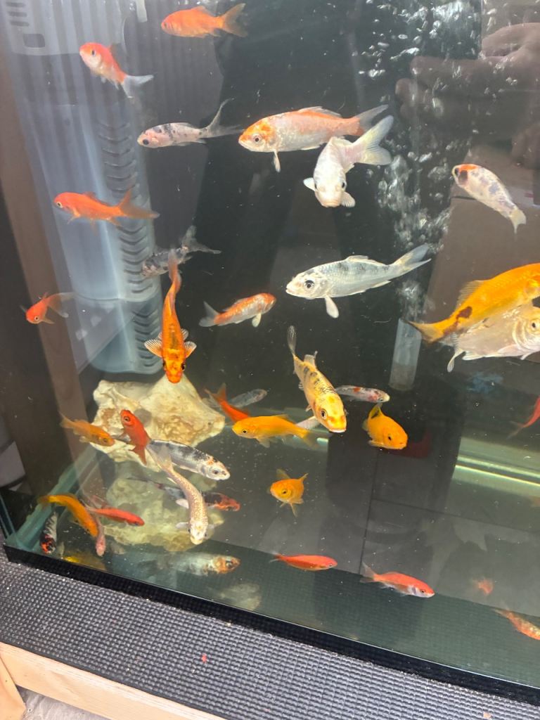 Assorted Koi Carp & Goldfish (Updated Pictures)