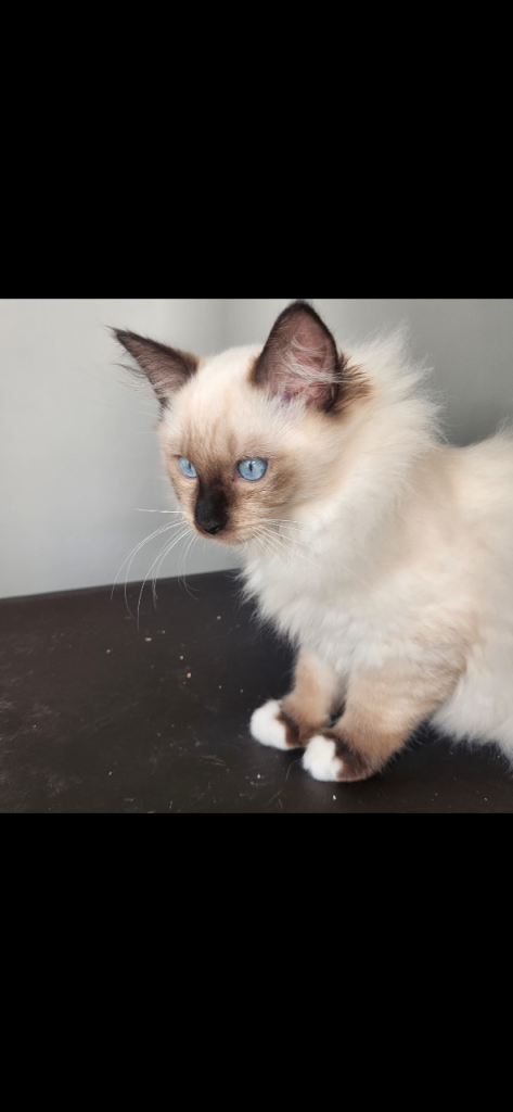 Pure dred ragdoll kittens 
