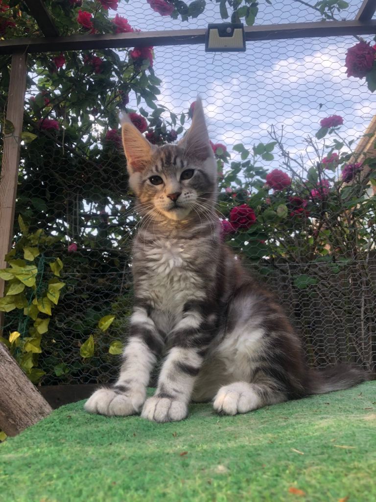 Last boy 12 week old Mainecoon kitten ready now