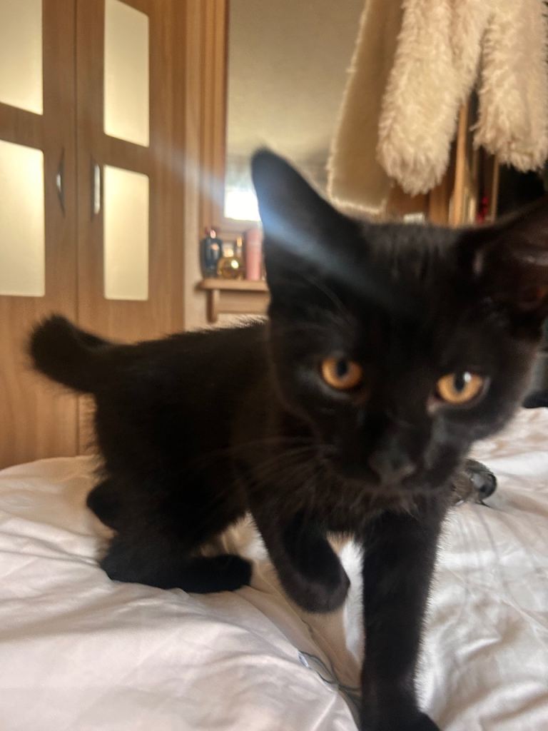 Fluffy black kittens