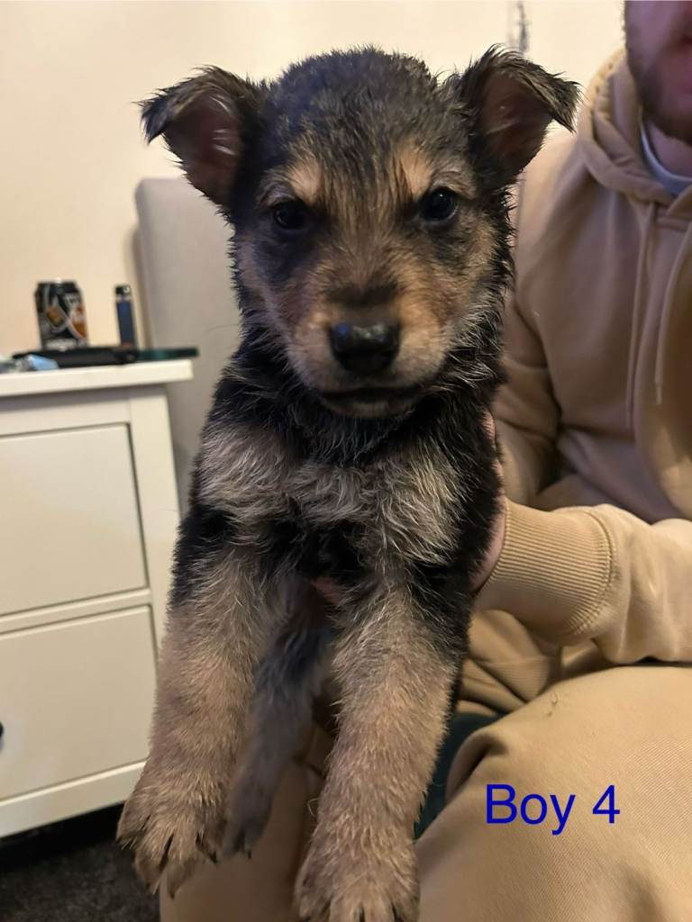 German shepherd cross rottweiler pups