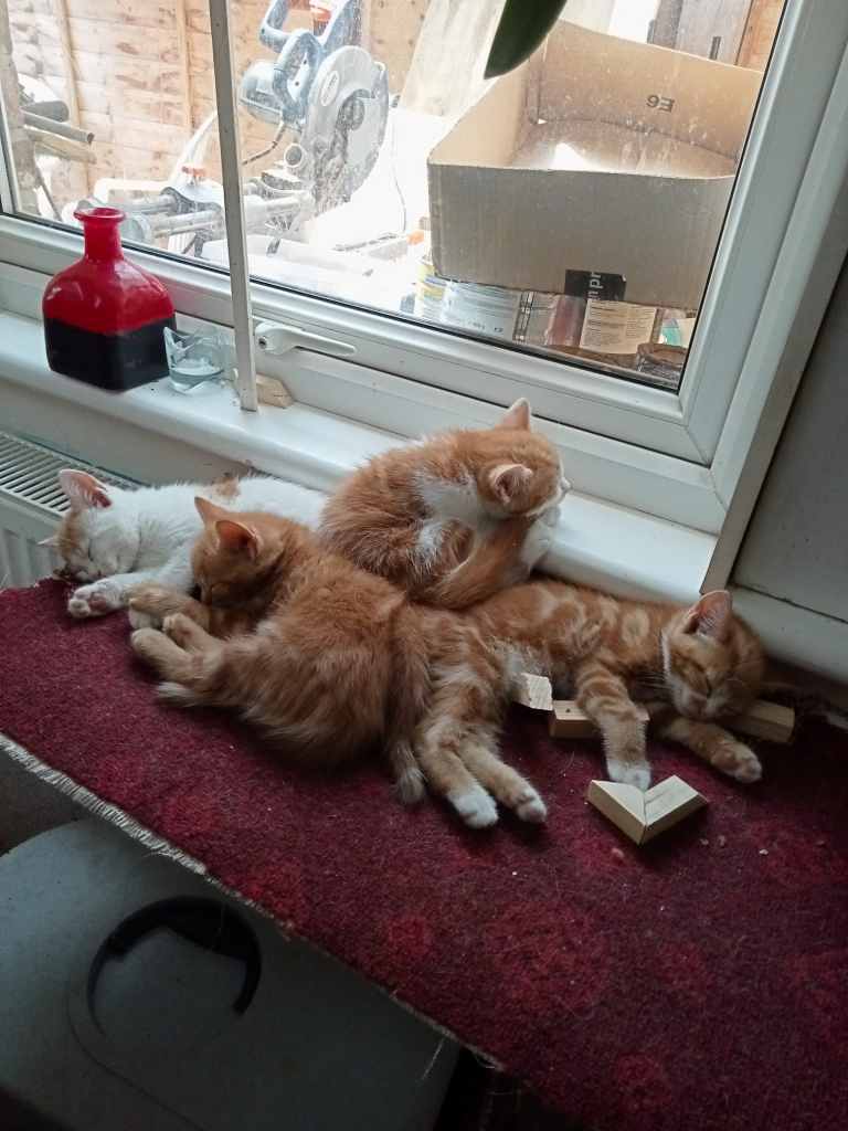 4 very beautiful kittens for sale. 