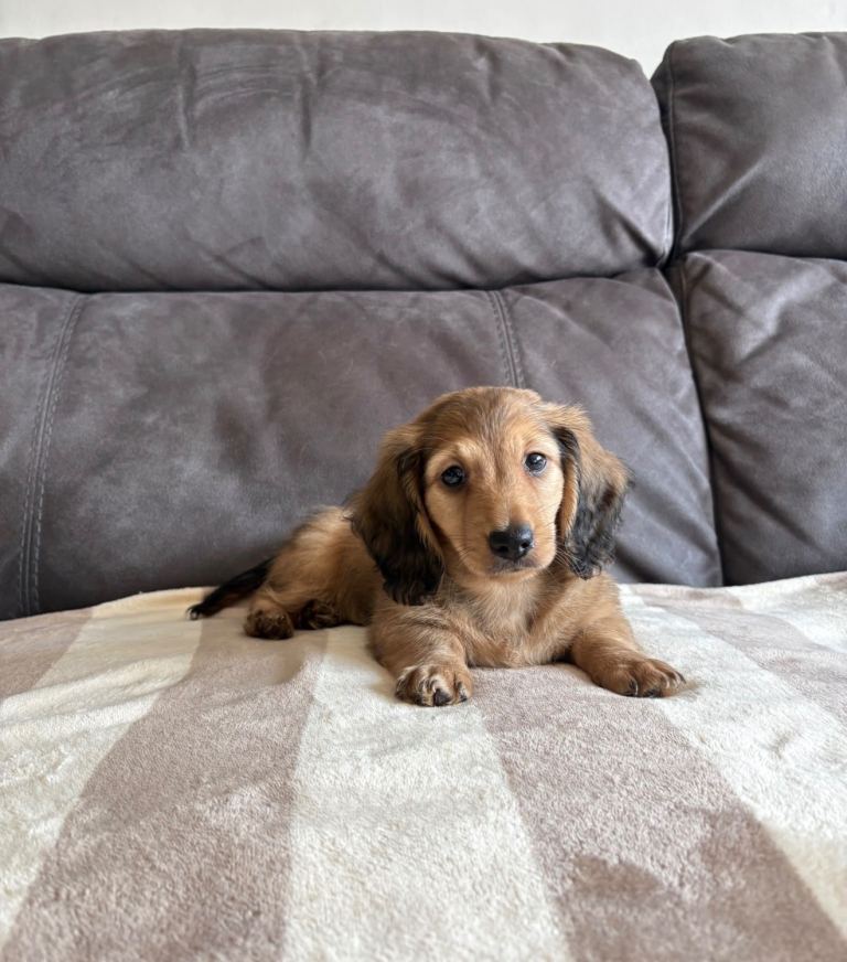 READY NOW ONE BOY REMAINING long haired miniature dachshund 