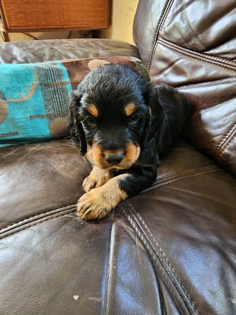 Sprocker Spaniel Pups F2 from Licenced breeder