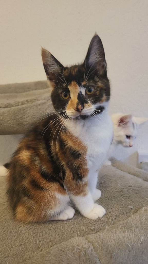 2 Beautiful 11-Week-Old Female Kittens Looking for Forever Homes!