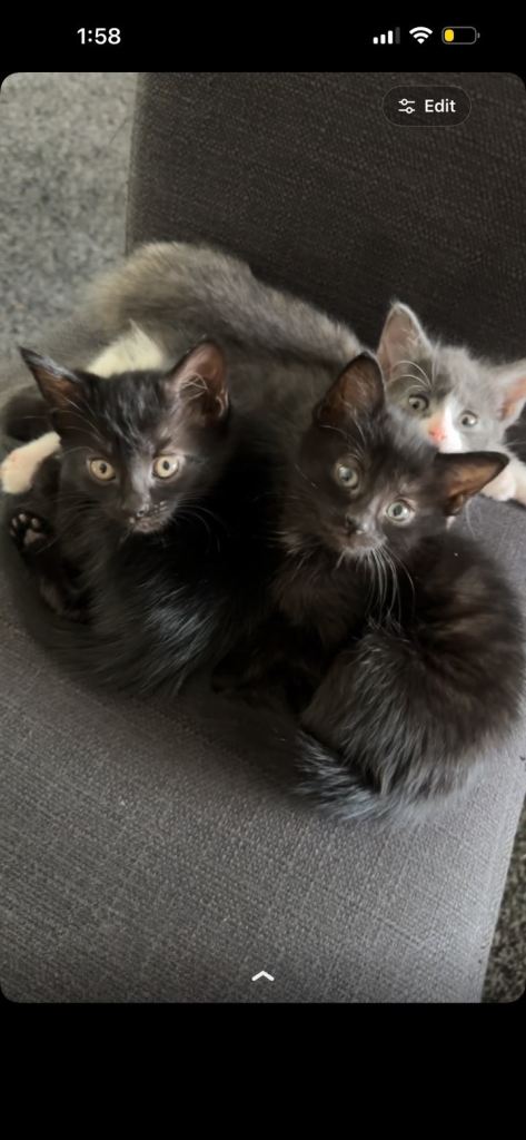 Kittens For Sale 