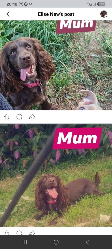 Chocolate Cocker Spaniel puppies looking for forever homes