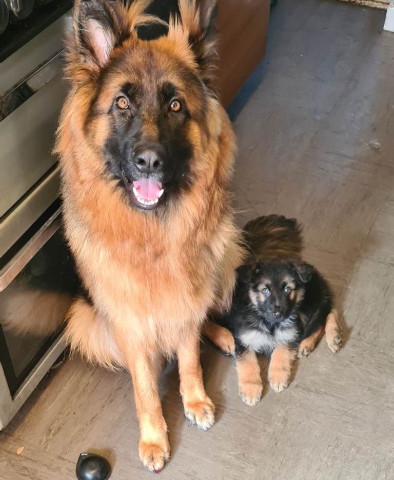 German shepherd pups
