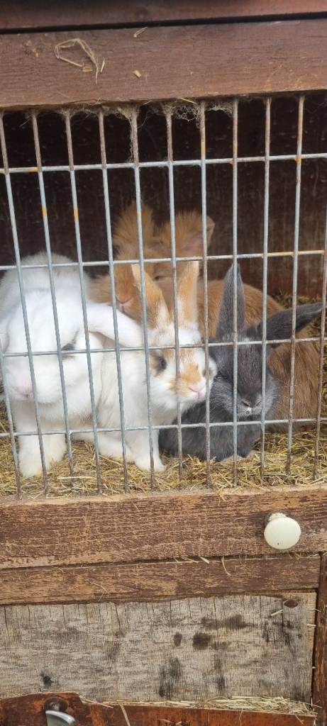 2 baby girl rabbits at 7 and half weeks old and 2 girl rabbits 13 weeks old 