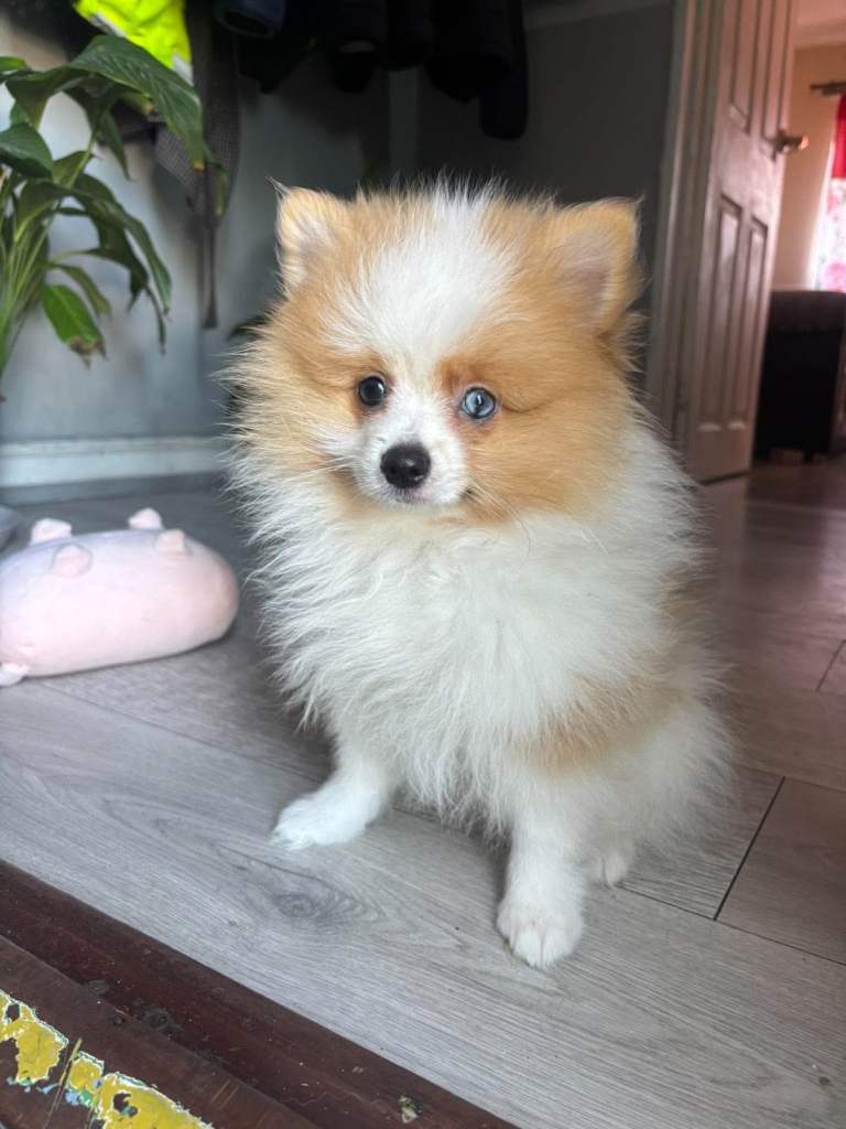 READY TO LEAVE   1boy  ) Pomeranian Puppie