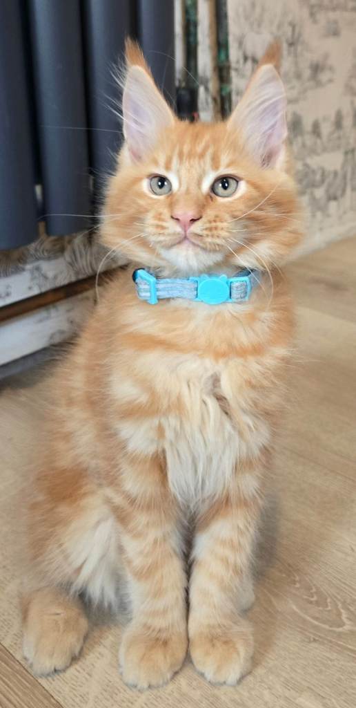 Gorgeous Maine Coon GCCF kittens 