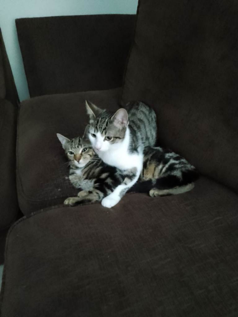 Two male kittens