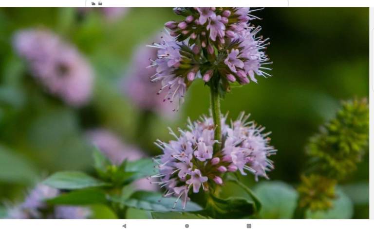 Pond plants watermint