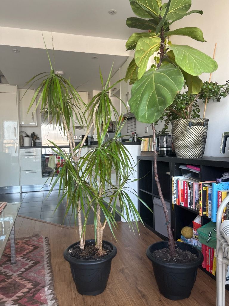 Pair of Large Houseplants - Dracaena and Fiddle Leaf Fig