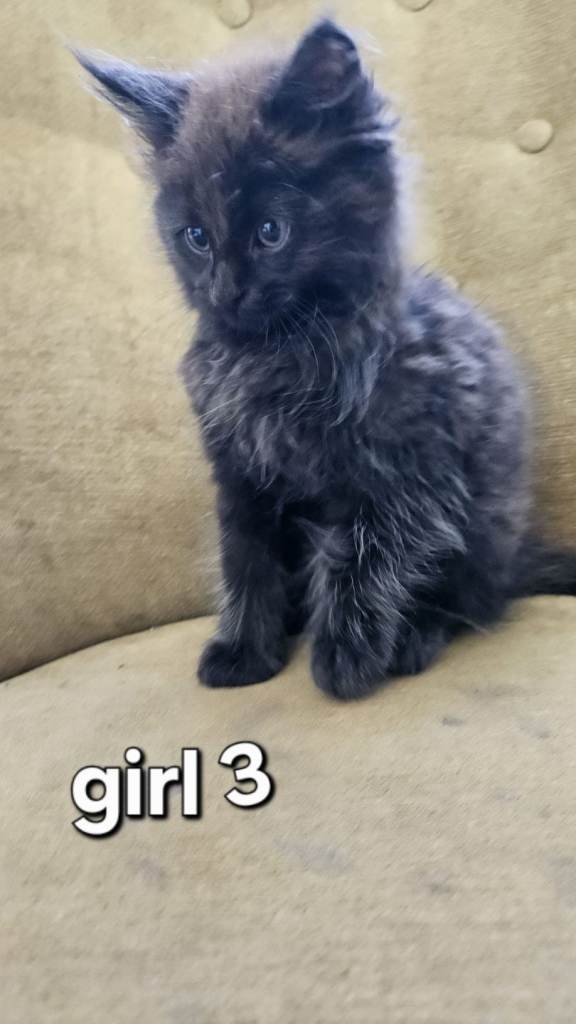Maine coon cross kittens