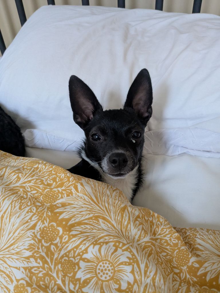 15 Month Old Boy Min Pin / Italian Greygound Mix