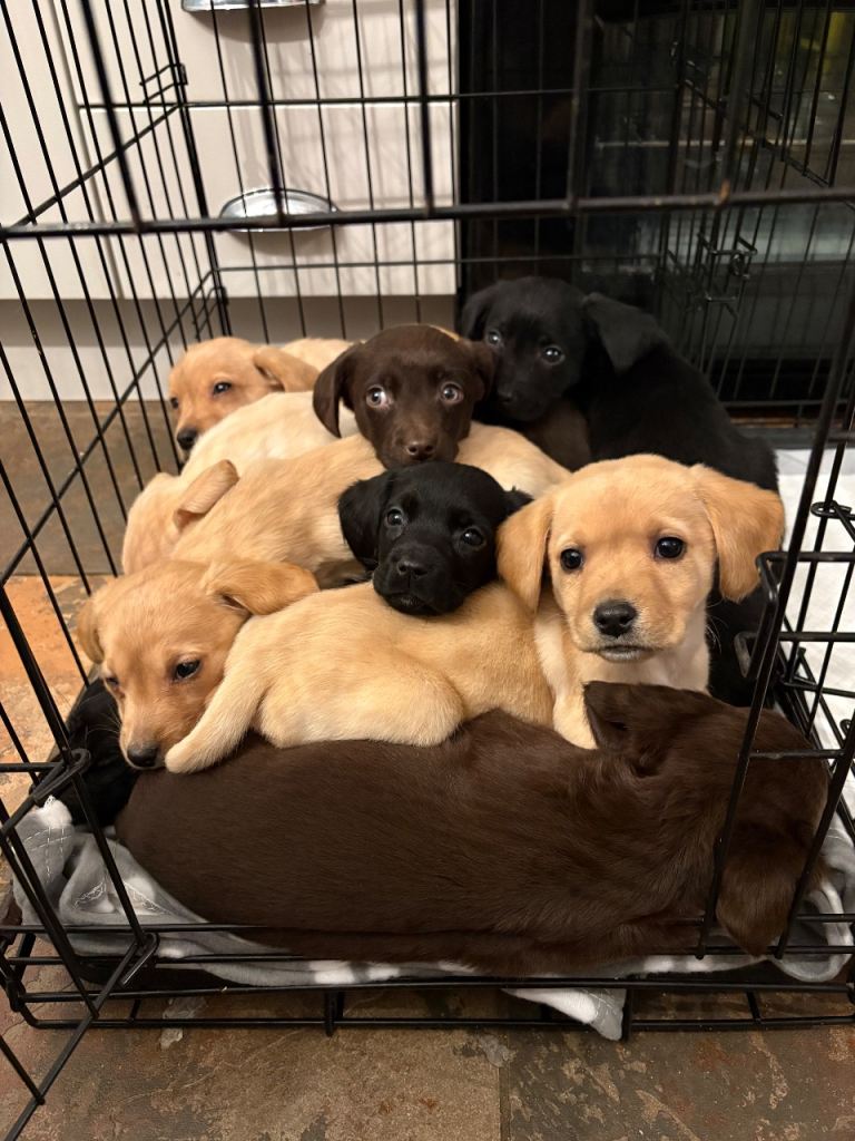 Labrador x Springador pups 