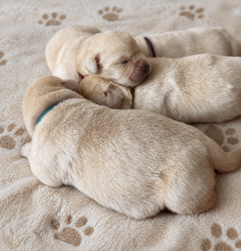 Show bred Labrador puppies