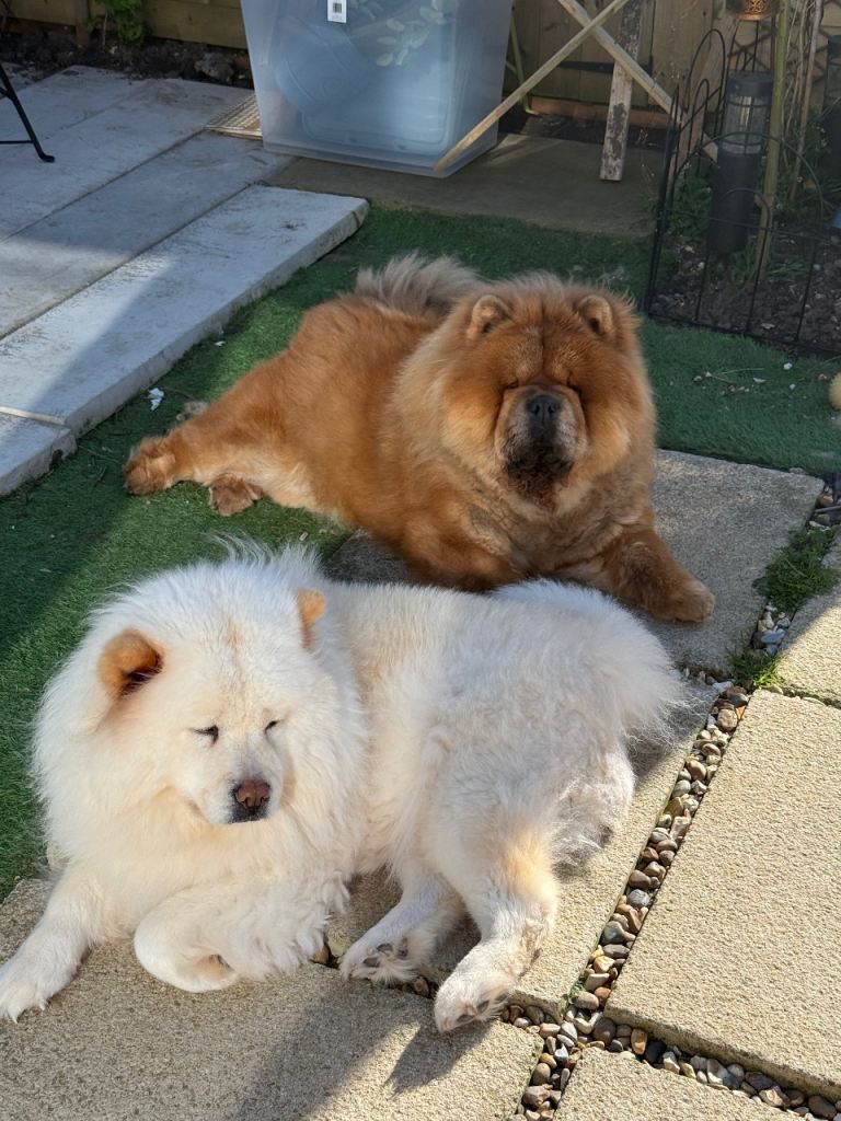 Red chow chow female 