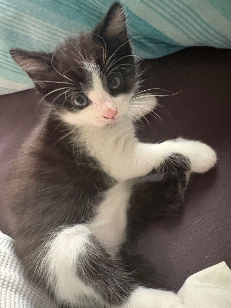 Kitten norwegain X 