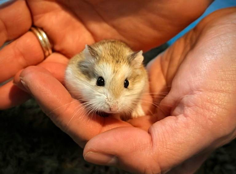 Hundred Acre Hamster Rescue 