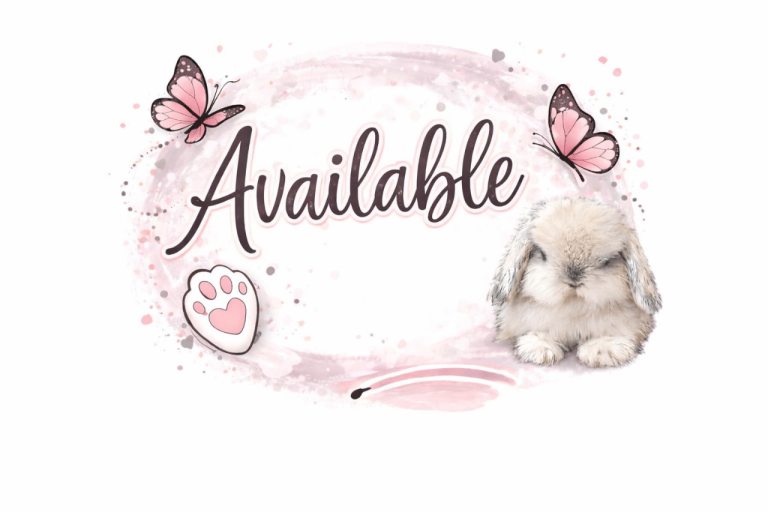 2 pure bred mini lops